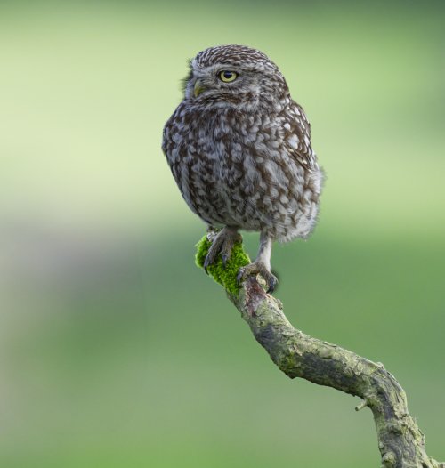 Little Owl