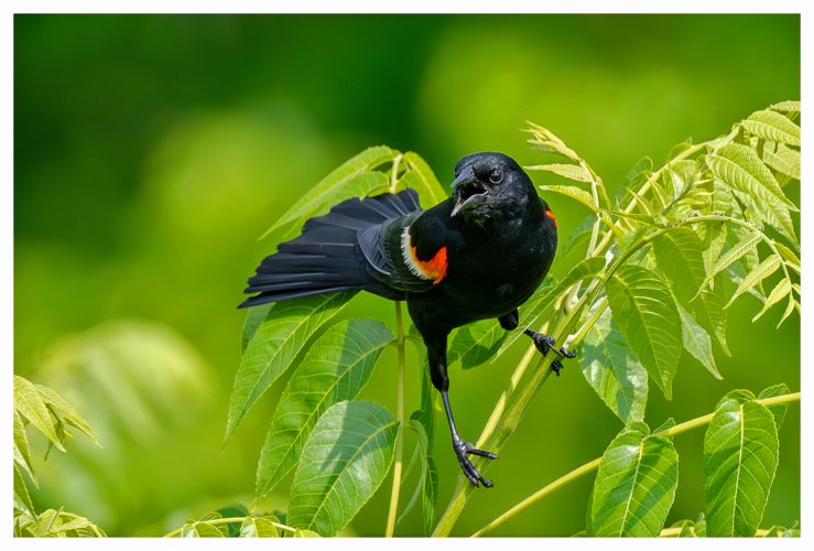 The Redwing and the sparrow