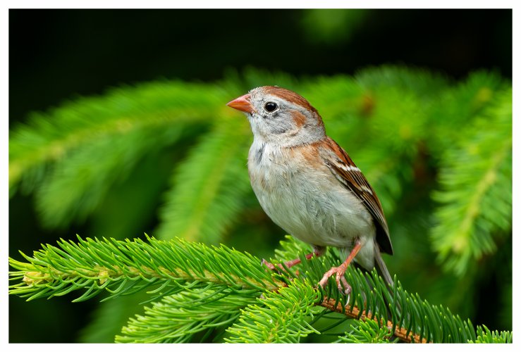 The Redwing and the sparrow