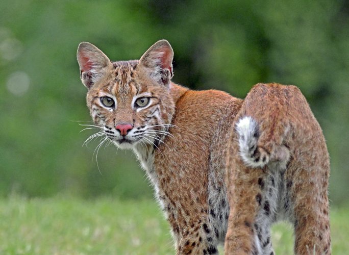 Bobcat.jpg