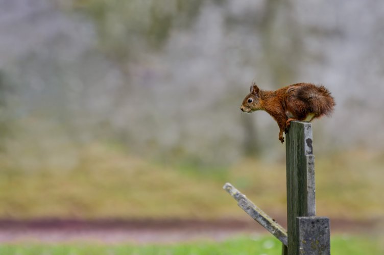 Squirrel decided to pose on a old tombstone