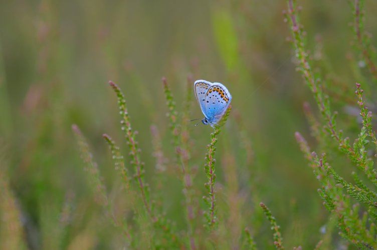 Silver-studded blue butterfly