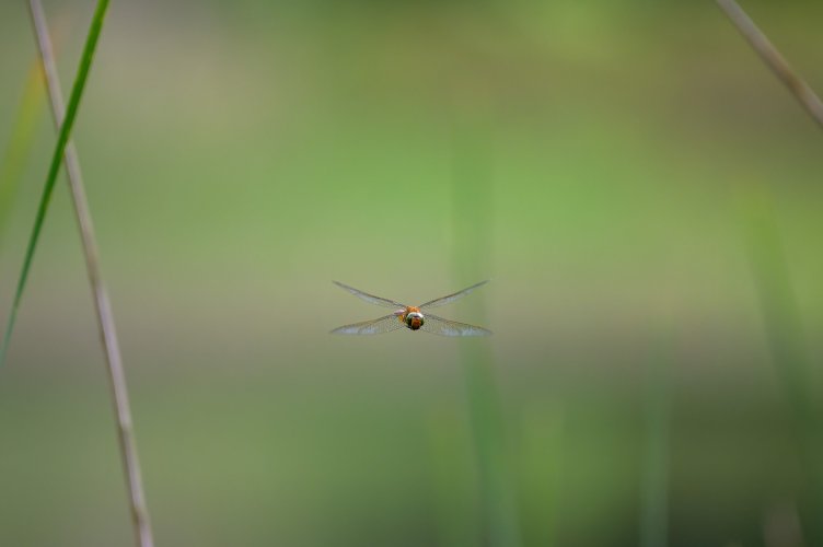 Another attempt at photographing a flying dragonfly