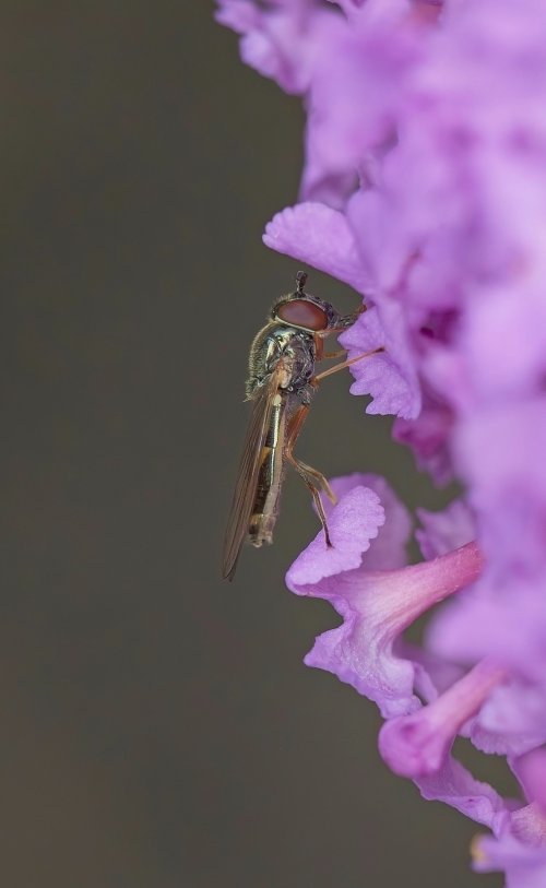 Melanostoma mellinum (Variable Duskyface)