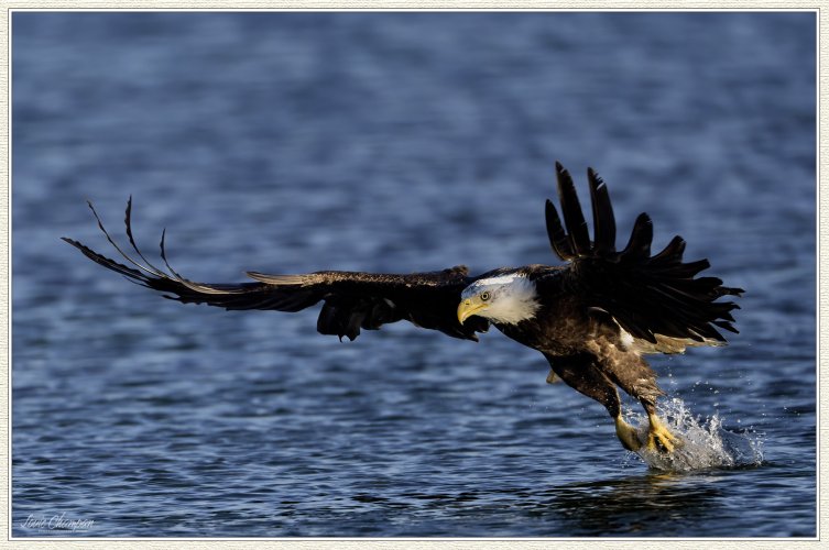 Eagle fishing sequence...