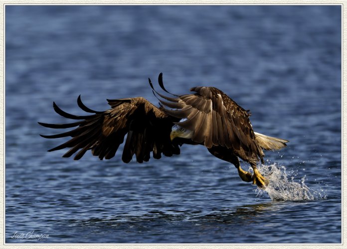 Eagle fishing sequence...