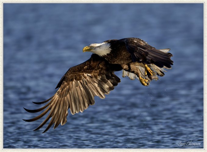 Eagle fishing sequence...