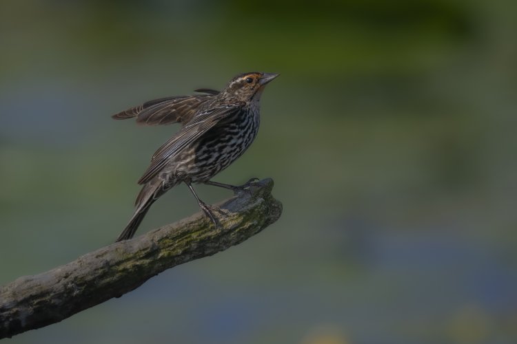 Morning stretch for a mama Red-winged Blackbird