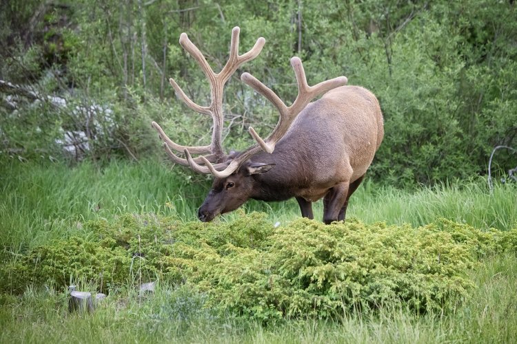 Bull Elk in June - RMNP