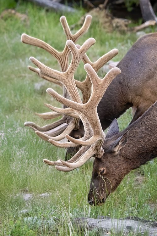 Bull Elk in June - RMNP