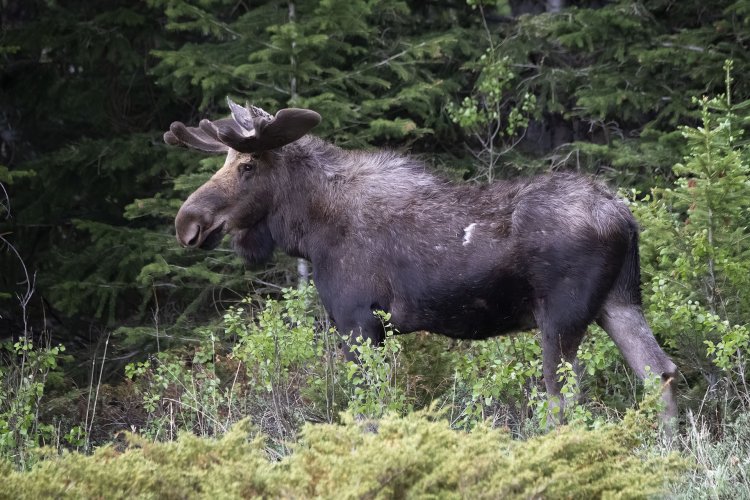 Moose in June - RMNP