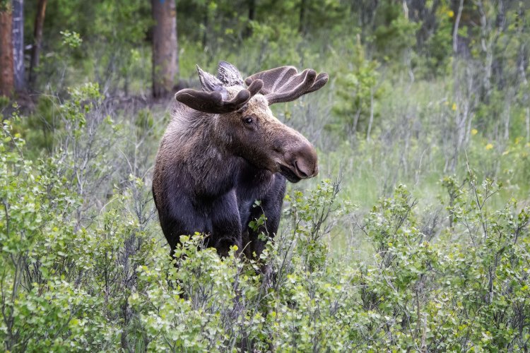 Moose in June - RMNP