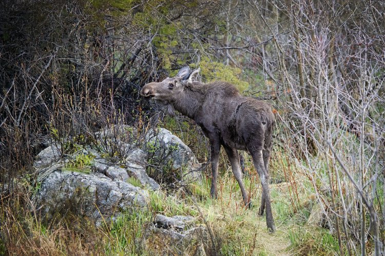 Moose in June - RMNP