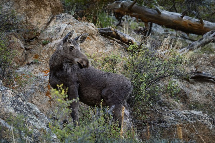 Moose in June - RMNP