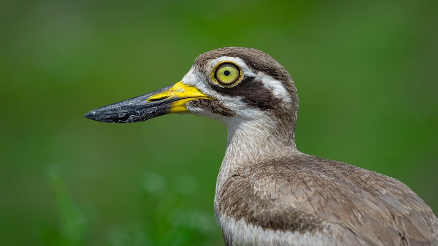 Great Thick-Knee