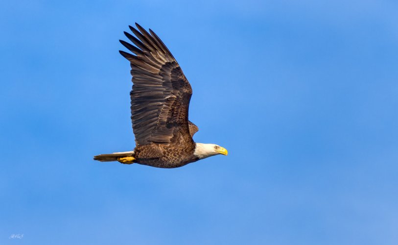 Birds in Flight -- Share your BIF Images