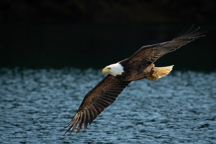 Eagle drags a wing