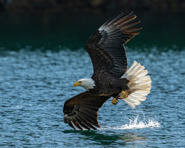 Eagle drags a wing