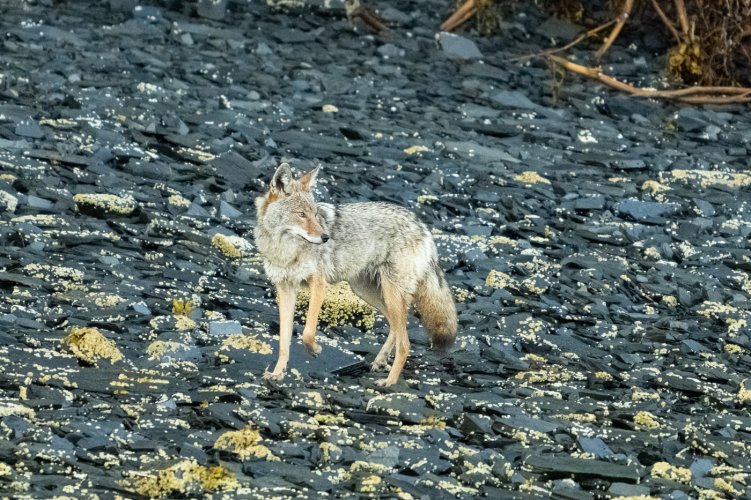 Coyote on Shingle Beach
