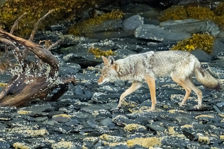 Coyote on Shingle Beach