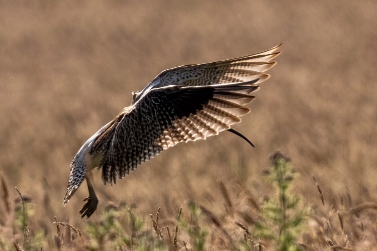 Curlew Landing