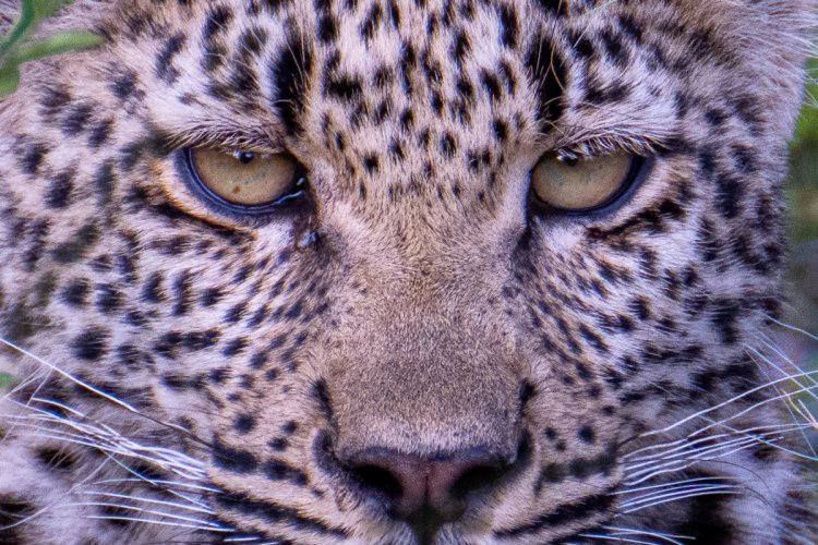 Leopard Close Up