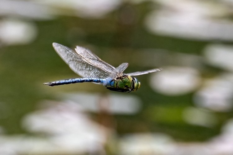 Dragonfly Flight Season