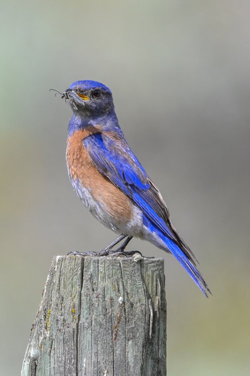 Mountain Blue Birds