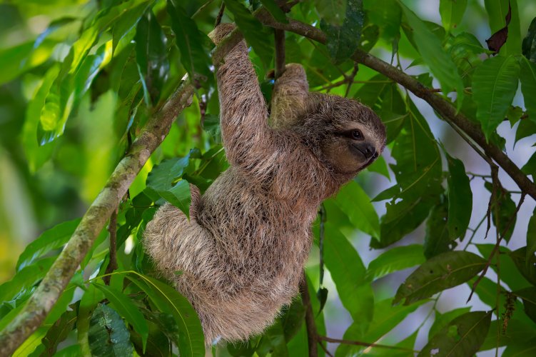 Three-toed Sloths in the Trees of Costa Rica