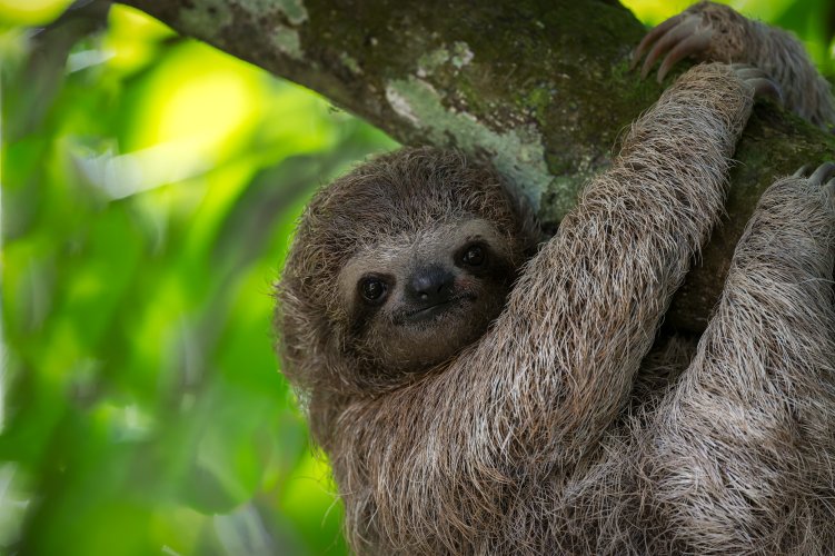 Three-toed Sloths in the Trees of Costa Rica