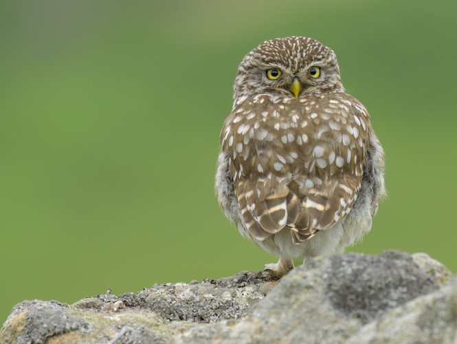 FEMALE Little Owl