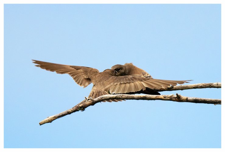 Swallow feeding