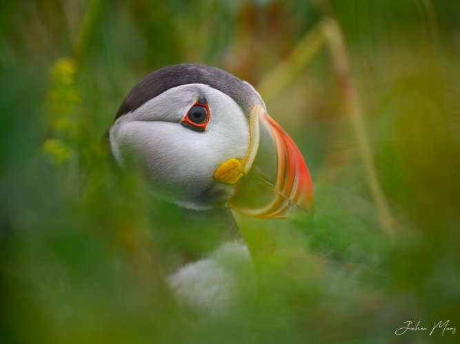 Atlantic puffin portrait