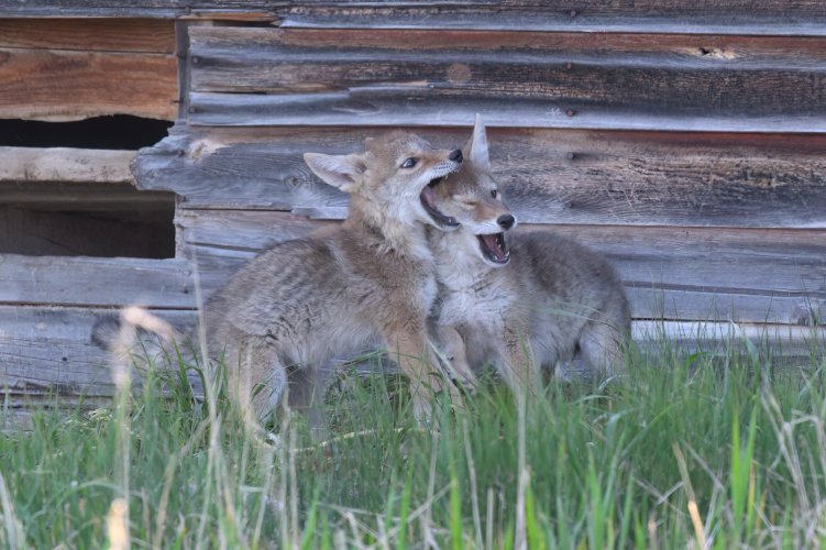 Coyote Pups