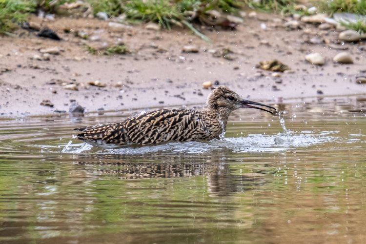 Curlew Chick bathing