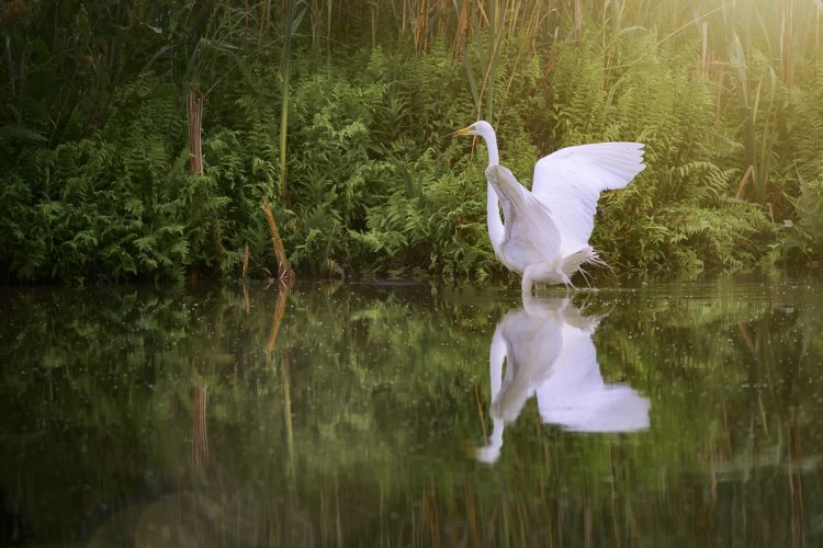 Great Egret