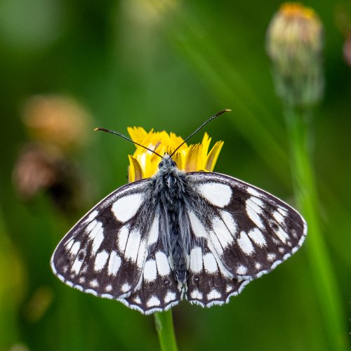 Marbled white butterfly with 180-600mm lens