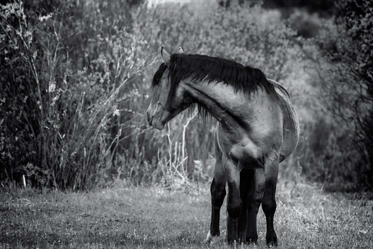 Wildhorses