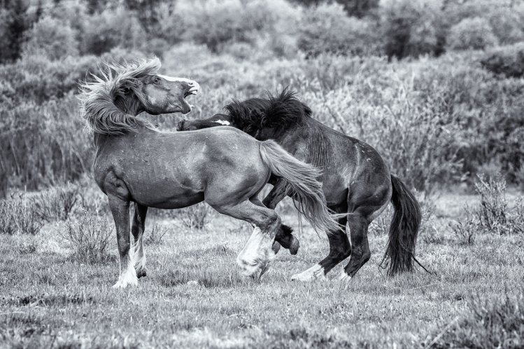 Wildhorses