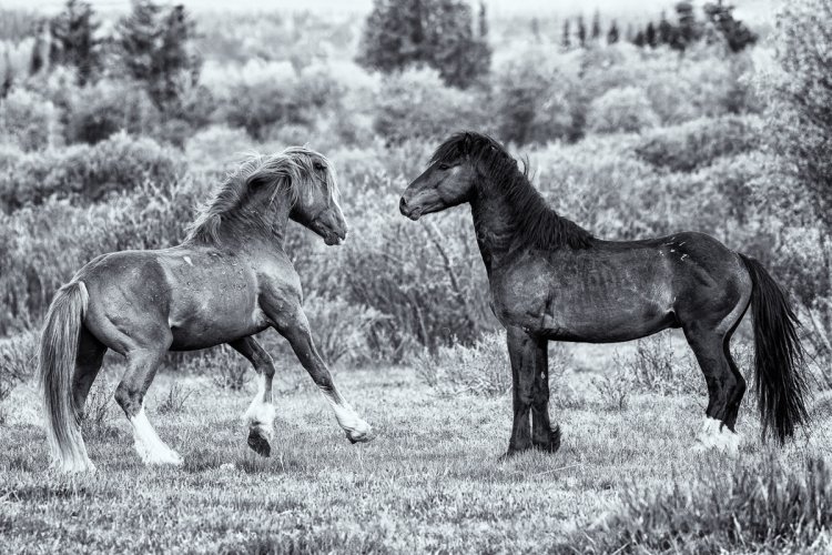 Wildhorses