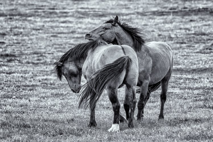 Wildhorses