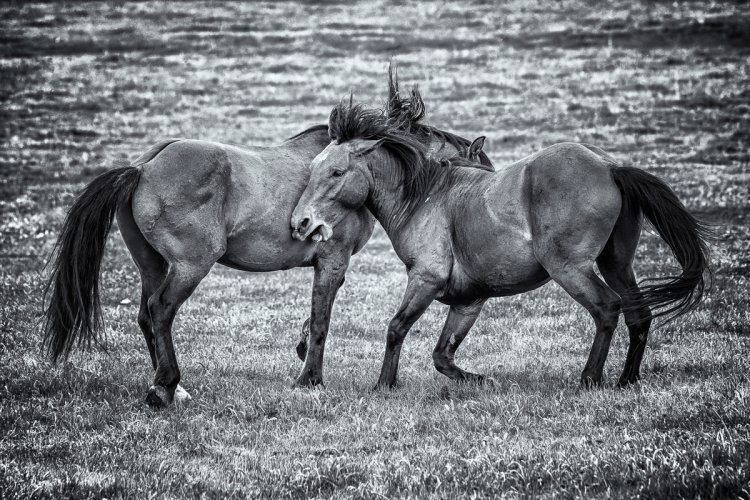 Wildhorses