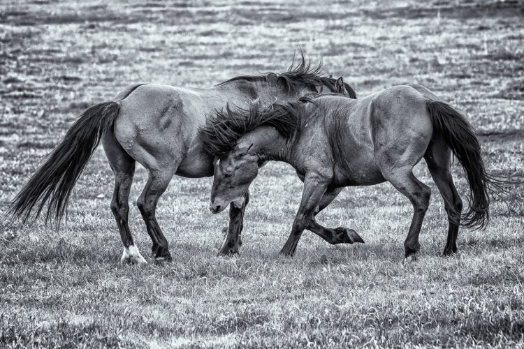 Wildhorses