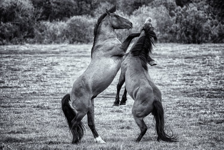 Wildhorses