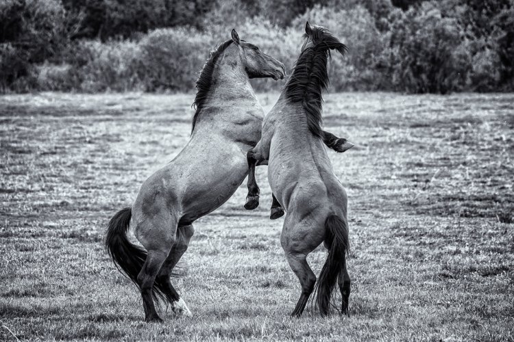 Wildhorses