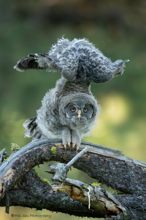 Great-gray-owl-brancher-C-crop.jpg