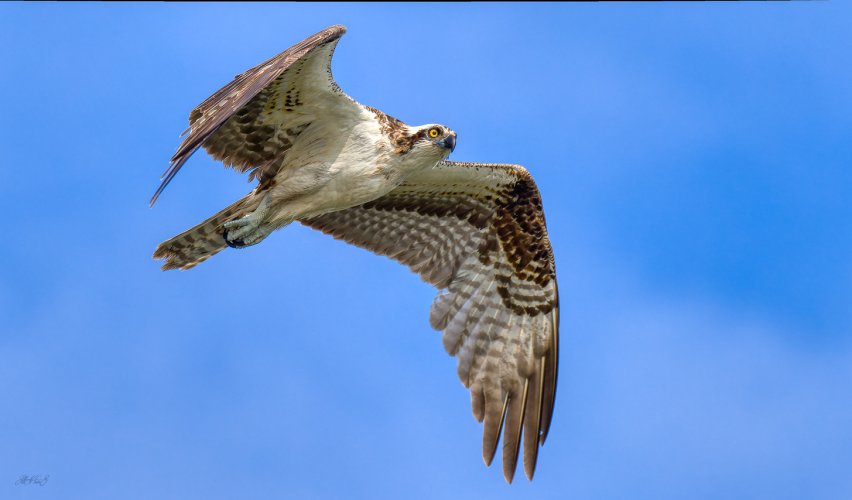 Birds in Flight -- Share your BIF Images