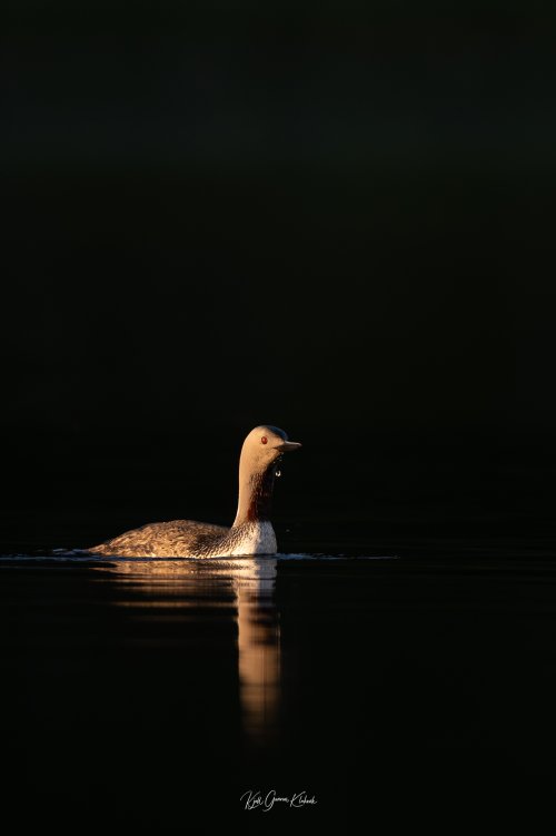 Red-throated loon