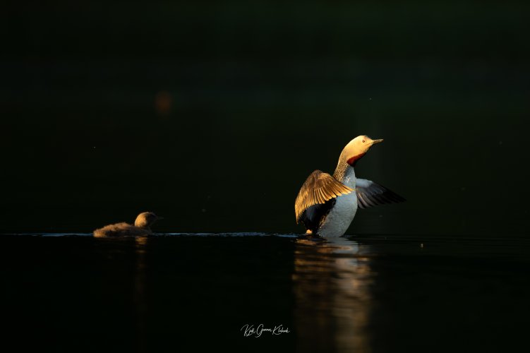 Red-throated loon