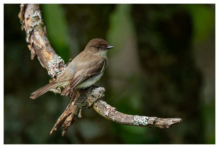 Young Eastern Phoebe